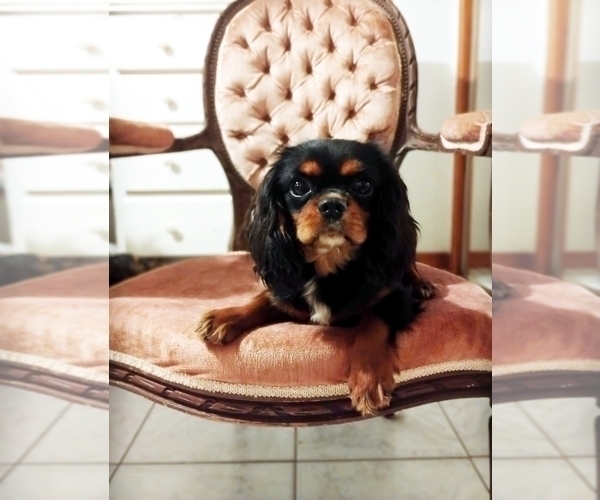 Medium Photo #1 Cavalier King Charles Spaniel Puppy For Sale in ELIZABETHTON, TN, USA
