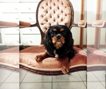 Image preview for Ad Listing. Nickname: Posie
