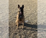 Small Photo #1 Belgian Malinois Puppy For Sale in CADIZ, KY, USA