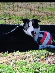 Border Collie Puppy for sale in WACO, KY, USA