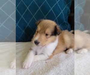 Collie Puppy for sale in SEWARD, PA, USA