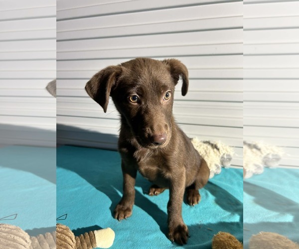 Medium Photo #4 Labrador Retriever-Unknown Mix Puppy For Sale in Tarrytown, GA, USA