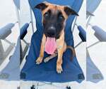 Small Photo #2 Mutt Puppy For Sale in Stevens Point, WI, USA