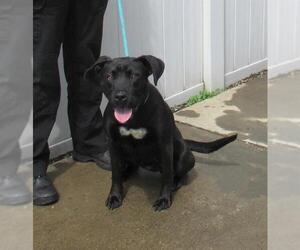 American Pit Bull Terrier-Labrador Retriever Mix Dogs for adoption in Louisville, KY, USA