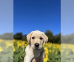 Small Photo #5 Labrador Retriever Puppy For Sale in Darlington, MD, USA