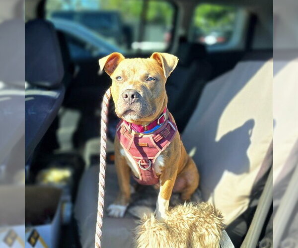 Medium Photo #1 Mutt Puppy For Sale in Long Beach, CA, USA