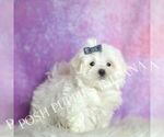 Small Photo #35 Maltese Puppy For Sale in WARSAW, IN, USA