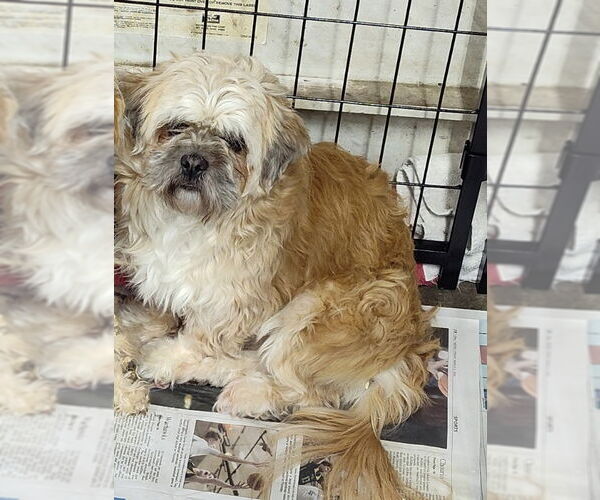 Medium Photo #5 Shih Tzu-Unknown Mix Puppy For Sale in Mukwonago, WI, USA
