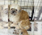 Small #4 Shih Tzu Mix