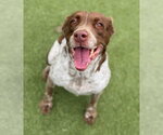 Small #11 Brittany-German Shorthaired Pointer Mix