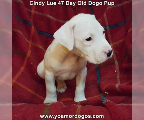 Medium Photo #15 Dogo Argentino Puppy For Sale in PINEVILLE, MO, USA