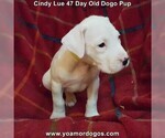 Small Photo #15 Dogo Argentino Puppy For Sale in PINEVILLE, MO, USA