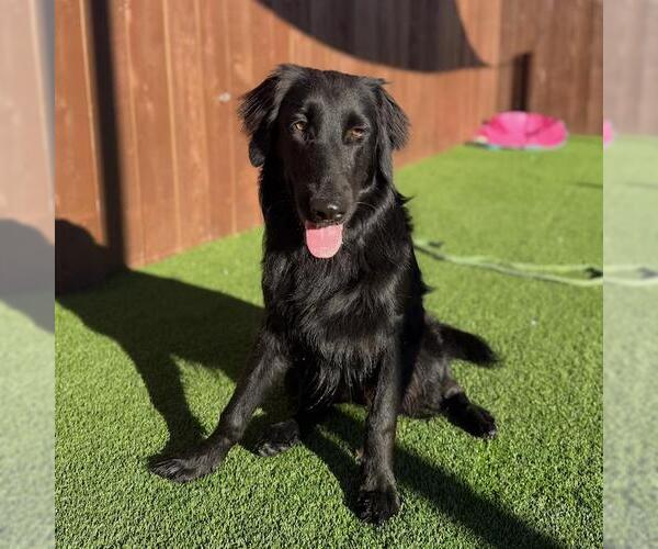 Medium Photo #2 Golden Labrador Puppy For Sale in San Diego, CA, USA