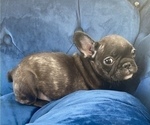 Small French Bulldog