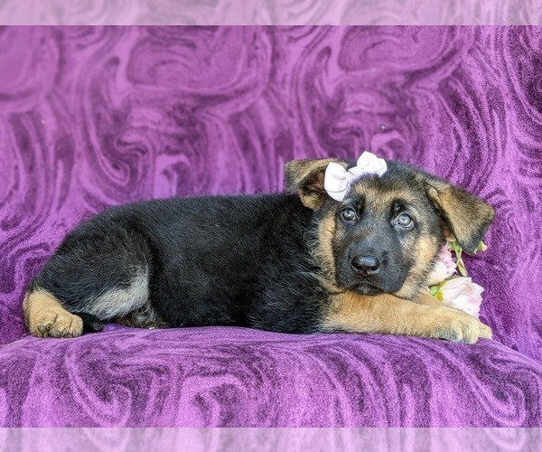 Medium Photo #5 German Shepherd Dog Puppy For Sale in QUARRYVILLE, PA, USA