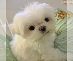 Small #1 Maltese