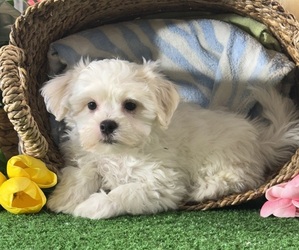 La-Chon Puppy for sale in CANOGA, NY, USA