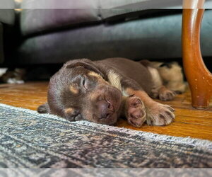Mutt Dogs for adoption in Imlay City, MI, USA