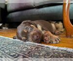 Small Mutt