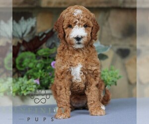 Goldendoodle (Miniature) Puppy for sale in EAST EARL, PA, USA