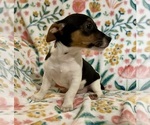 Small #21 Jack Russell Terrier