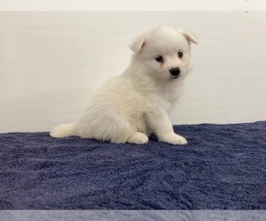 American Eskimo Dog Puppy for sale in DOWNING, MO, USA