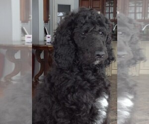 Poodle (Standard) Puppy for sale in DUNNELLON, FL, USA