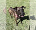 Small #1 Labrador Retriever Mix