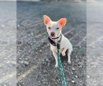 Small Chihuahua