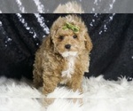 Small #2 Maltipoo (Miniature)