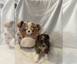 Puppy 3 Miniature Australian Shepherd-Poodle (Toy) Mix