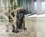 Puppy 3 Mastiff