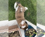 Small Photo #17 Bernese Mountain Dog-Saint Bernard Mix Puppy For Sale in NAMPA, ID, USA