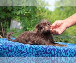 Poodle (Toy)-YorkiePoo Mix Puppy for sale in DYERSBURG, TN, USA