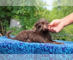 Image preview for Ad Listing. Nickname: Walnut