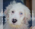 Small #6 Australian Shepherd Mix