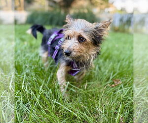 A Beckett - Male Mutt Dog for Adoption - Photo #2
