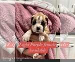 Small Photo #10 Boxer Puppy For Sale in CITRUS HEIGHTS, CA, USA