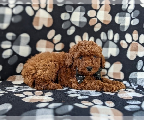 Medium Photo #5 Poodle (Miniature) Puppy For Sale in OXFORD, PA, USA