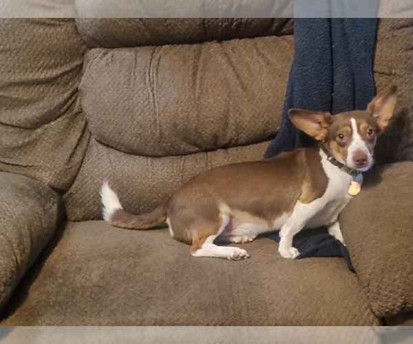 Medium Photo #2 Chihuahua-Unknown Mix Puppy For Sale in Cranston, RI, USA