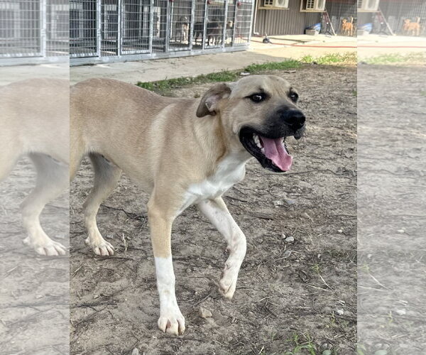 Medium Photo #1 Labrador Retriever-Unknown Mix Puppy For Sale in Corning, AR, USA