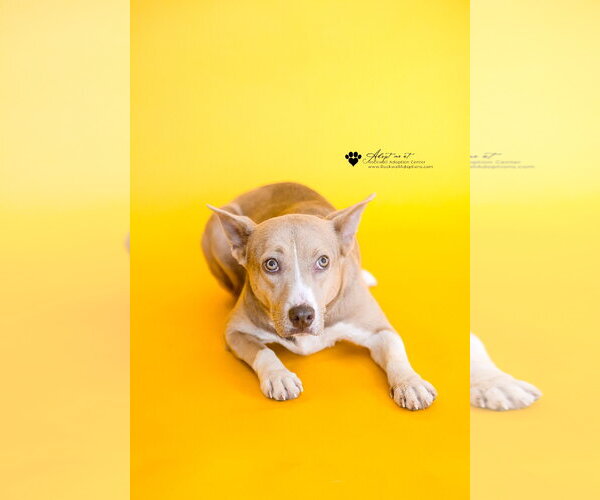 Medium Photo #3 Siberian Husky-Unknown Mix Puppy For Sale in McKinney, TX, USA