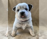 Small Photo #3 Australian Cattle Dog Puppy For Sale in MYRTLE BEACH, SC, USA