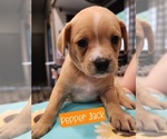 Puppy Pepper Jack French Bulldog-Poodle (Miniature) Mix