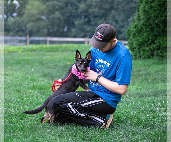 Medium Photo #7 Australian Kelpie-Dachshund Mix Puppy For Sale in Unionville, PA, USA
