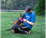 Small #6 Australian Kelpie-Dachshund Mix