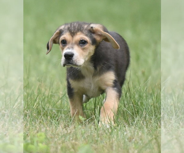 Medium Photo #8 Retriever -Unknown Mix Puppy For Sale in Mechanicsburg, PA, USA