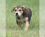 Small #7 Retriever  Mix