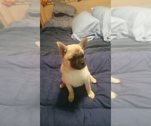 PuppyFinder.com - View Ad: Photo #2 of Listing Pom-A-Pug Puppy for Sale