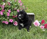 Small #2 Bernese Mountain Dog